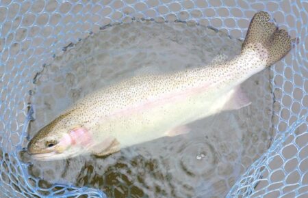 久しぶりのフライフィッシングだったが…　～岡崎トラウトポンド～